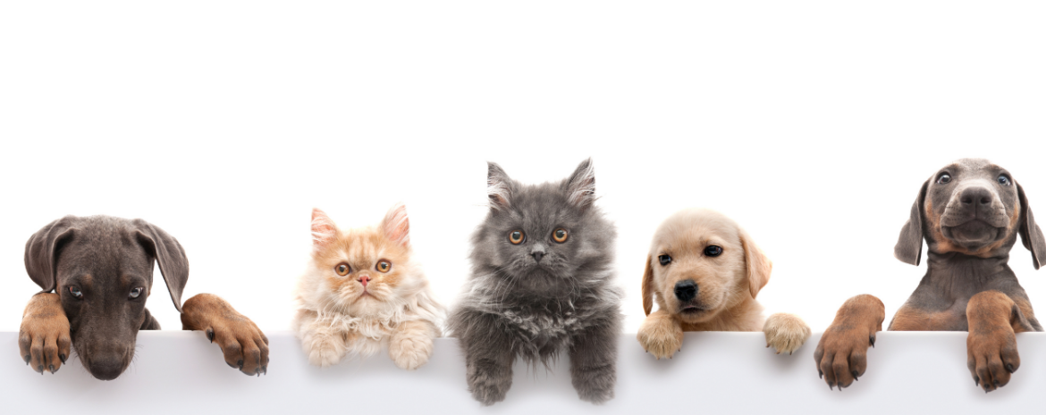 Awesome Image